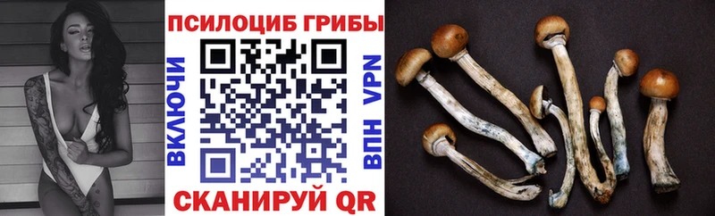 Псилоцибиновые грибы Cubensis  купить  цена  Светогорск 